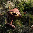 Mater Terra LED Portable Lamp Red on Ground