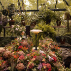 Louis Poulsen PH 3/2 Dusty Terracotta Limited Edition Table Lamp Lifestyle Greenhouse 2