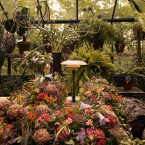 Louis Poulsen PH 3/2 Dusty Terracotta Limited Edition Table Lamp Lifestyle Greenhouse 2